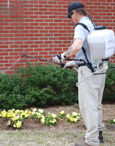 Marlins Go Green: Gardner Jim Losey sprays the nutrient rich compost tea on flower and shrub beds across campus. The tea is made from food scraps scraped from plates in the campus dining hall. Marlins Go Green: Gardner Jim Losey sprays the nutrient rich compost tea on flower and shrub beds across campus. The tea is made from food scraps scraped from plates in the campus dining hall.