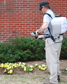 Marlins Go Green: Gardner Jim Losey sprays the nutrient rich compost tea on flower and shrub beds across campus. The tea is made from food scraps scraped from plates in the campus dining hall.