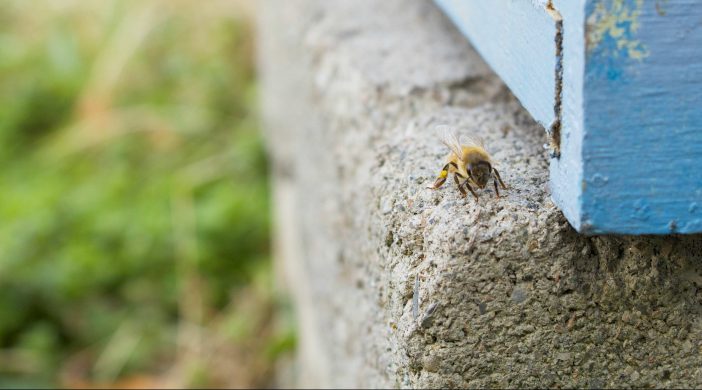Beekeeping at Virginia Wesleyan