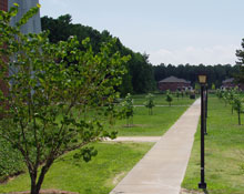 Thirteen Tulip Poplars were recently planted along the pathway to Village IV thanks to the generous support of donors. Eighteen more are expected to be added as part of the College's Master Landscape Plan. (Photo courtesy of Bruce Vaughan) alt