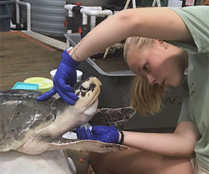 Christenson working with a sea turtle at the Virginia Aquarium in Virginia Beach, VA on 11 November 2019.