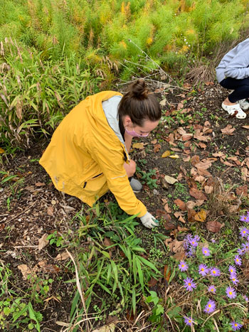 Emily working in the gardens surrounding the Greer Environmental Sciences Center, October 27, 2020. ( Photo by Marranda Hansford)
