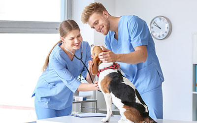Learn about becoming a Veterinary Assistant