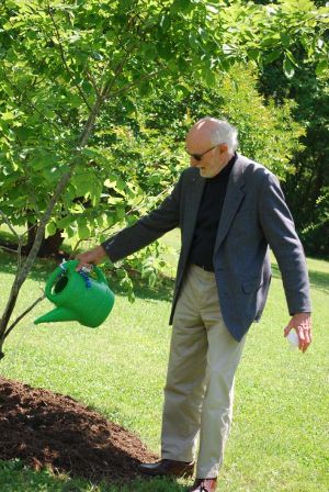 Dr. David Clayton waters his newly planted American Yellowood in the Wilson Arboretum.